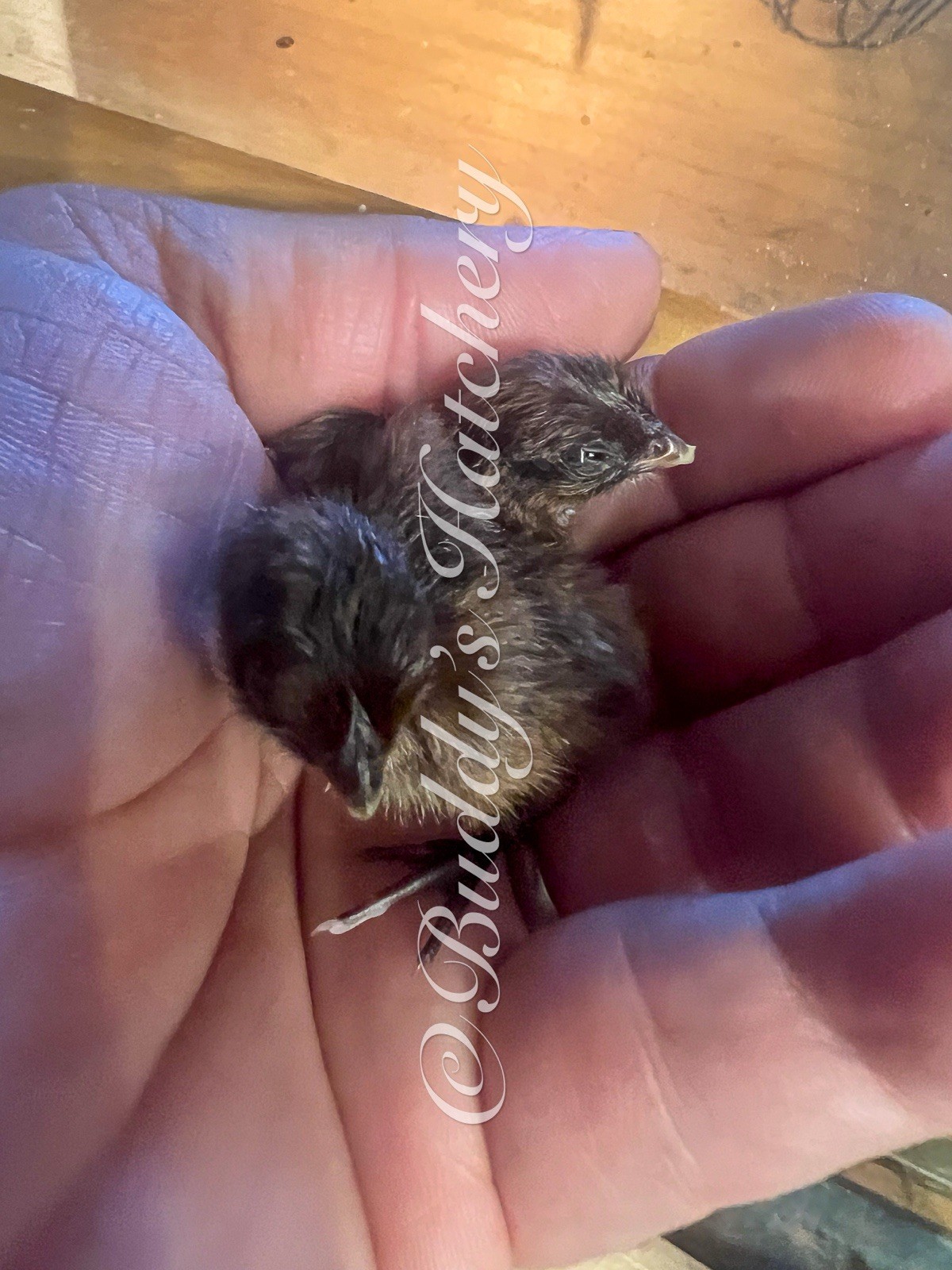10+ Tennessee Red Quail Hatching Eggs