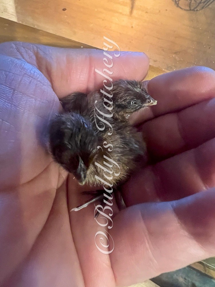 20+ Tennessee Red Bob White Quail Hatching Eggs