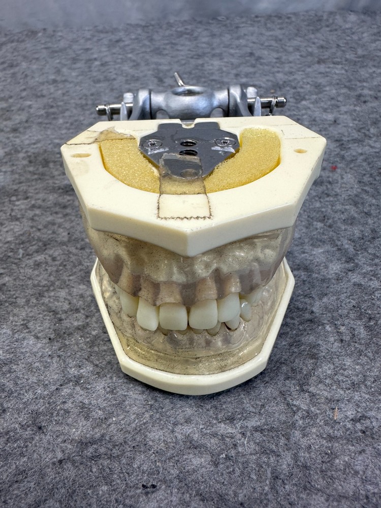 Perio Trainer Dental Model with Hinge Clear Composite gums