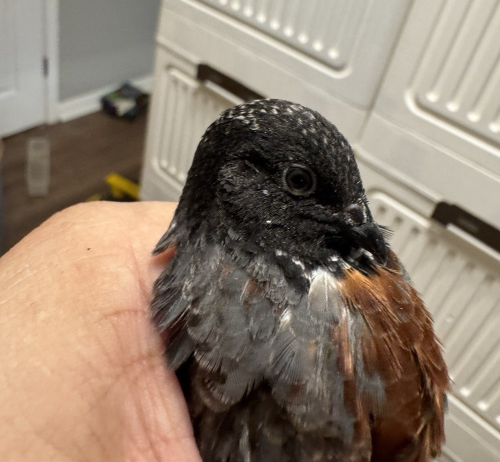 20 Button Quail Hatching Eggs Multiple Colors