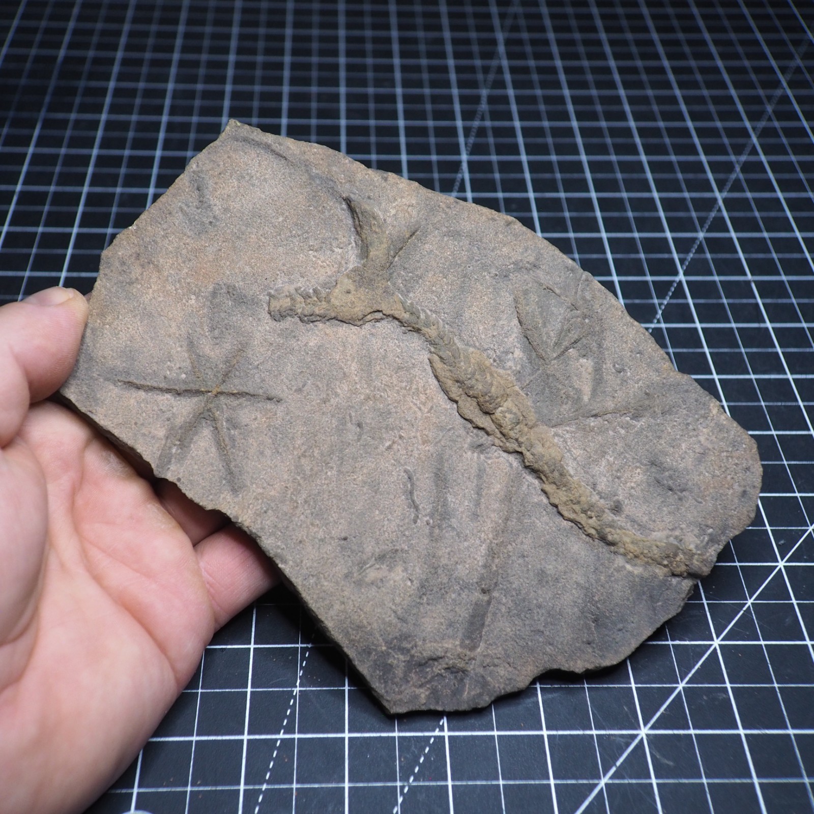 Trilobite Trace Fossil Cruziana Feeding Track Ordovician Morocco Star Trace