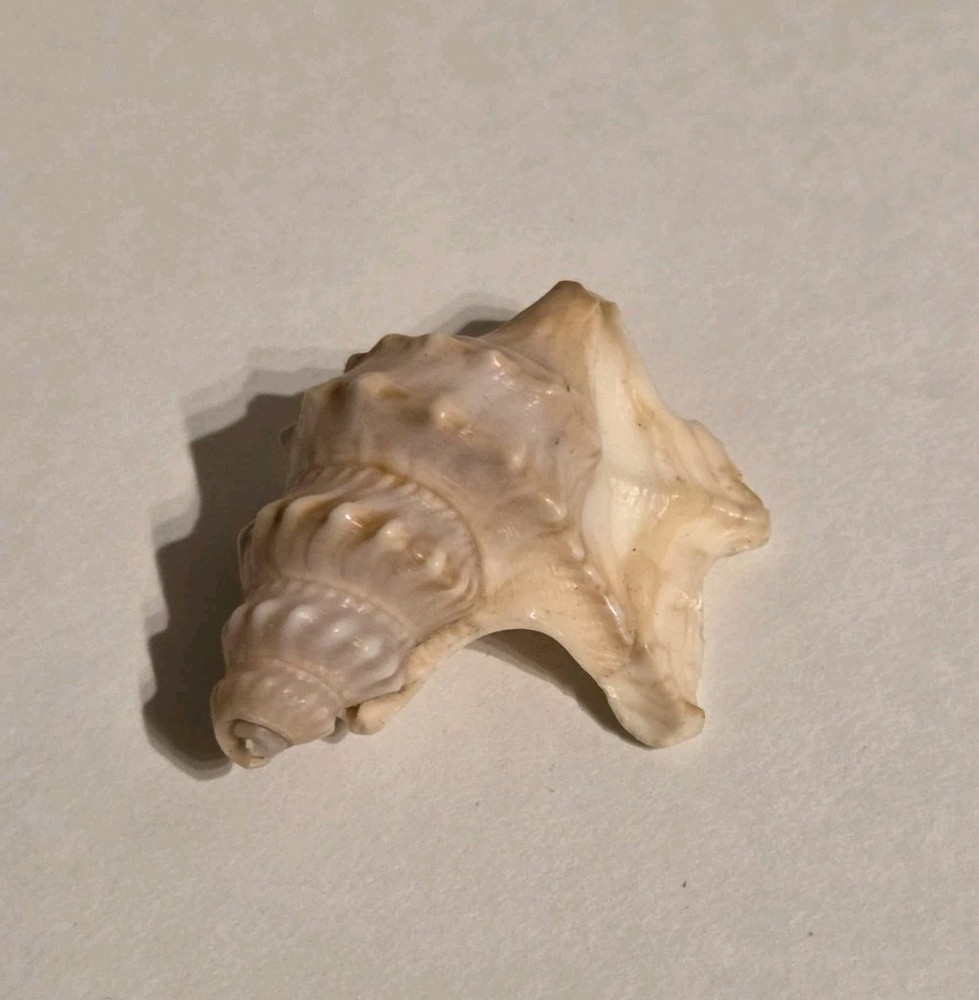 Pelicans Foot Shell Approx 1.5 Inches