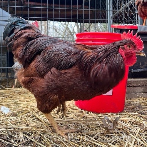 12+ Heritage Rhode Island Red Fertile Hatching Eggs