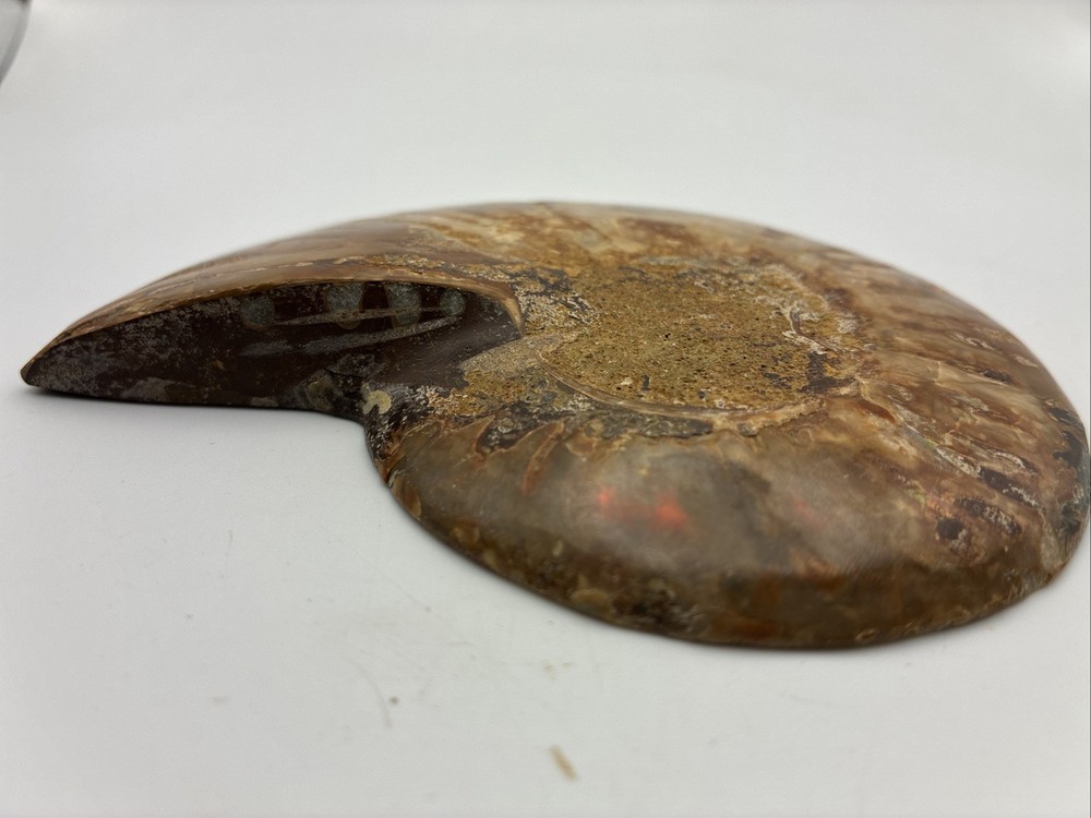 Natural Ammonite Fossil Specimen Shell 7oz