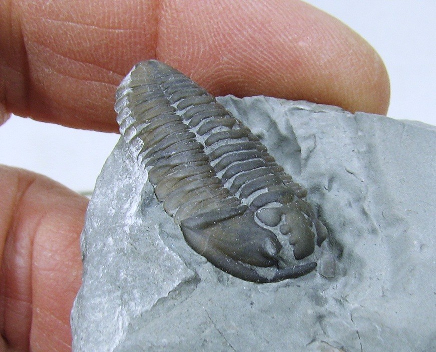 Flexicalymene Trilobite #27