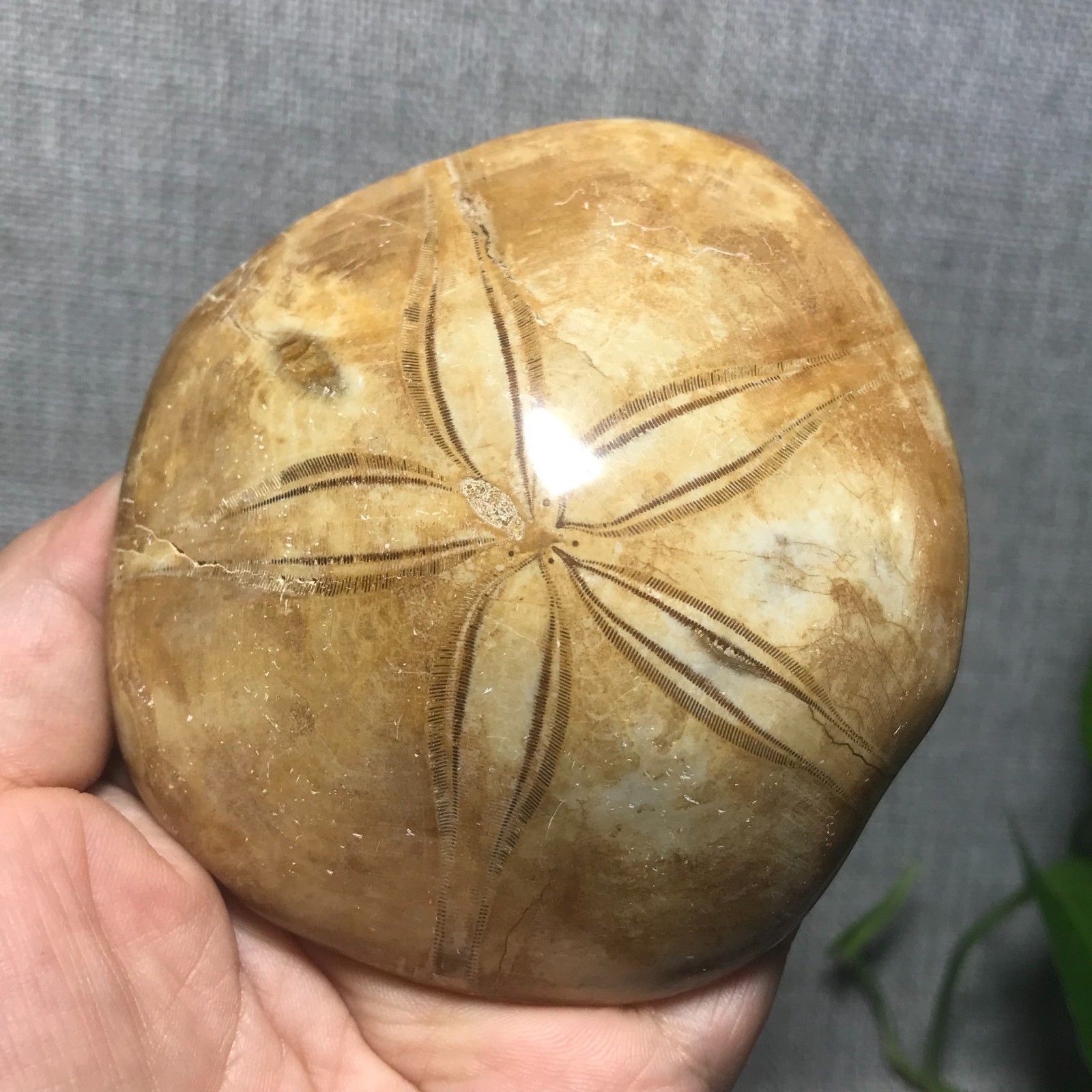 229g Starfish Crystal Specimen 08