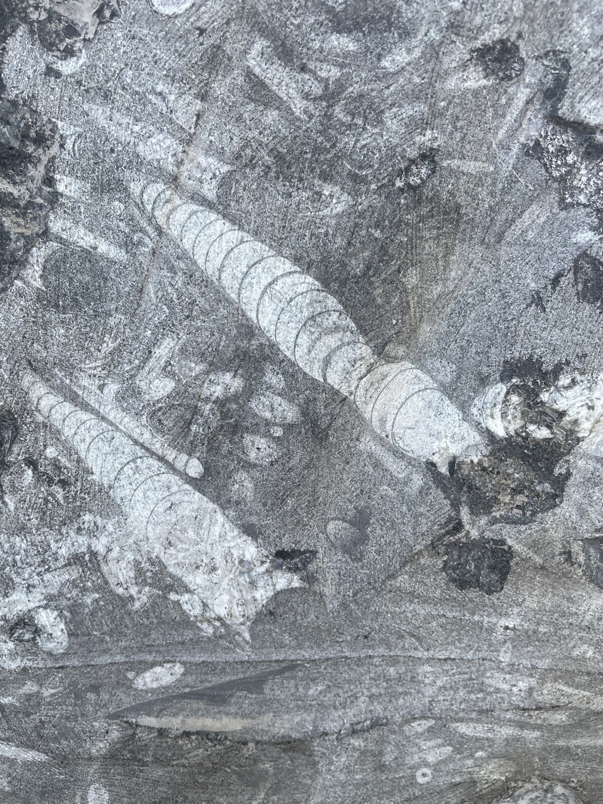 Polished Orthoceras Fossil Black Stone Slab Beautiful ❤️❤️❤️