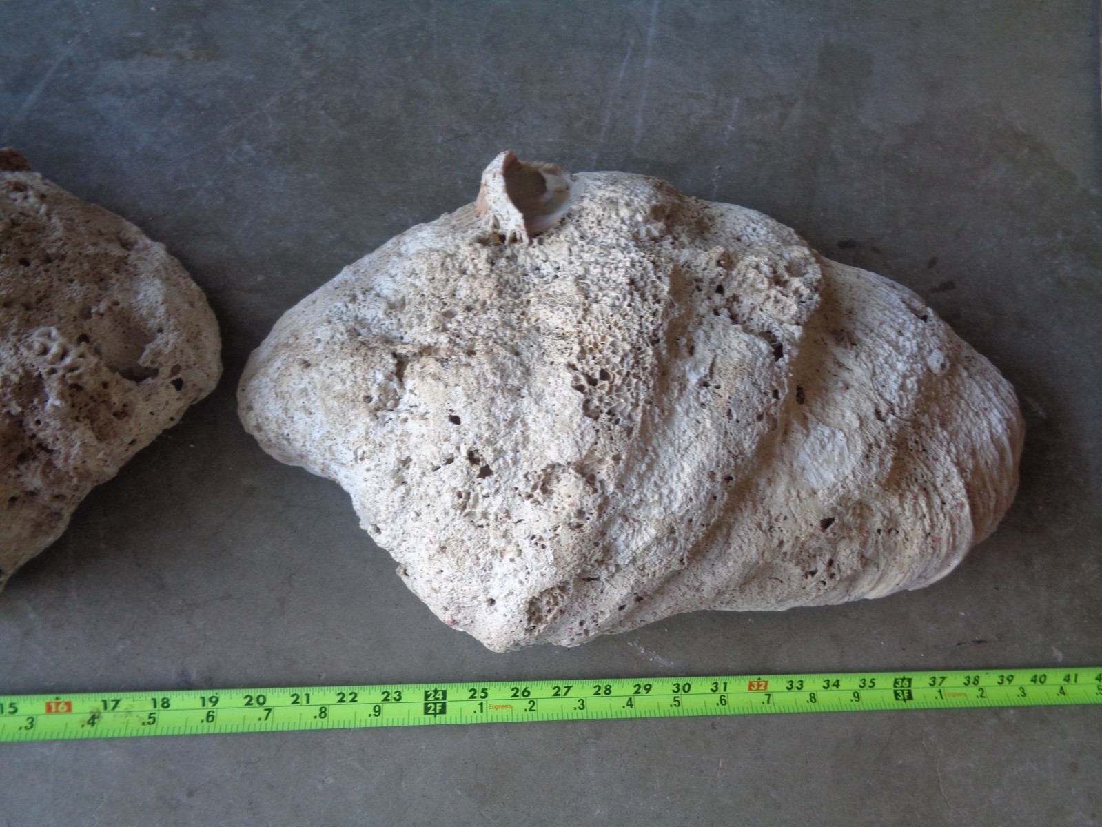 Tridacna Gigas Clam Shell Set Beautiful Matching Pair Giant Old Nautical Shells