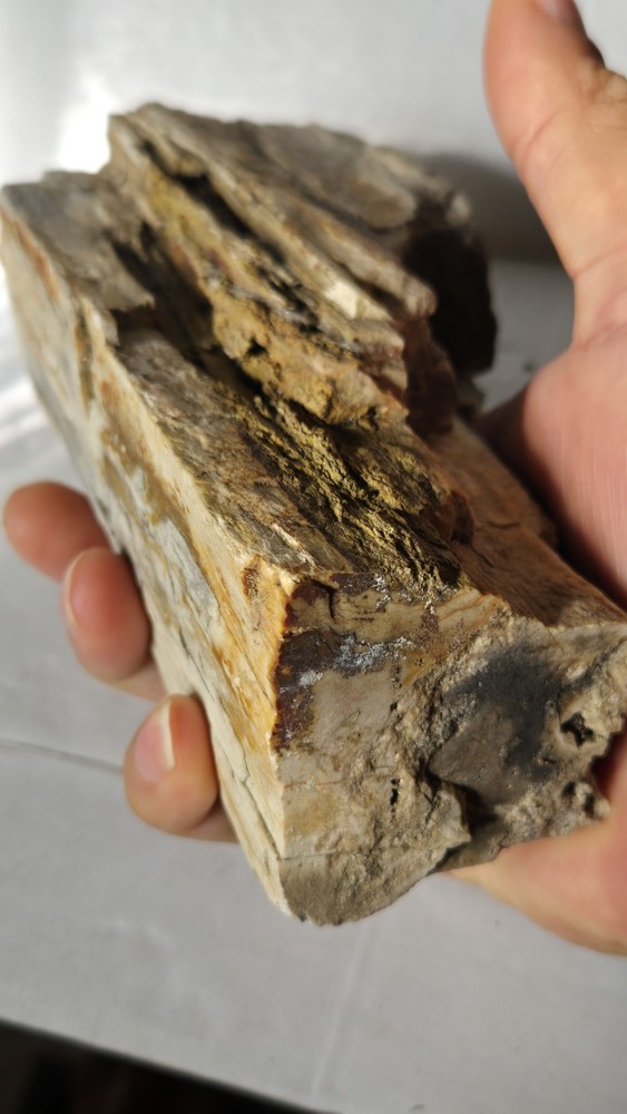 Petrified Wood