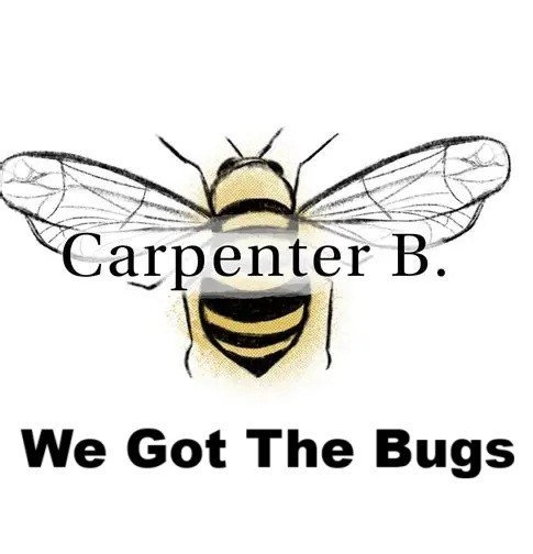 Carpenter bee. Attractant Super Lure - 2026 Works in the rain Keeps scent longer
