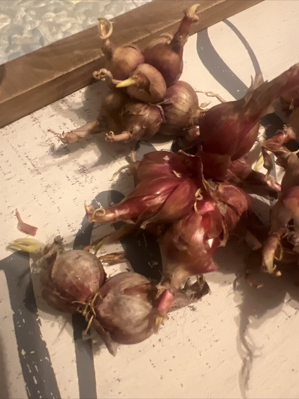 Egyptian Walking Onions 10 Bulbs 2025 Harvested Organic