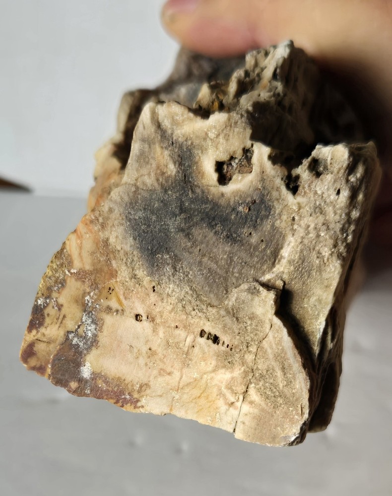 Petrified Wood