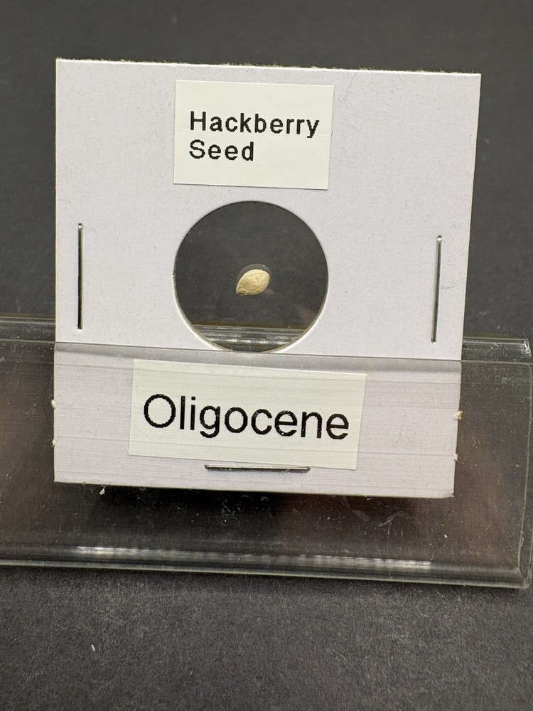(12)- Mixed Location Micro Fossils- Miocene, Oligocene, Eocene, Cretaceous