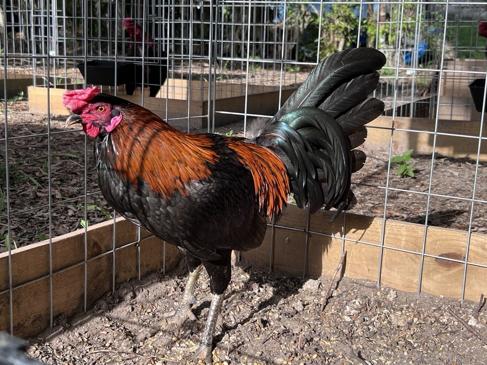 12 Plus Variety Hatching Eggs