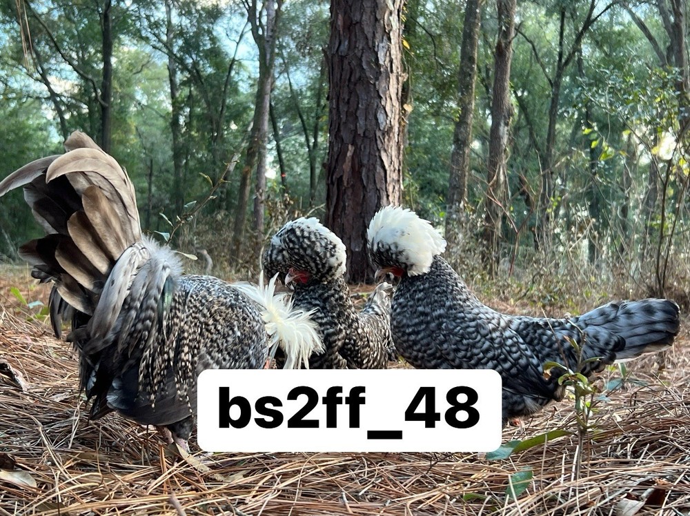 12 Cuckoo Polish Bantam Hatching Eggs (Read Description!!!)