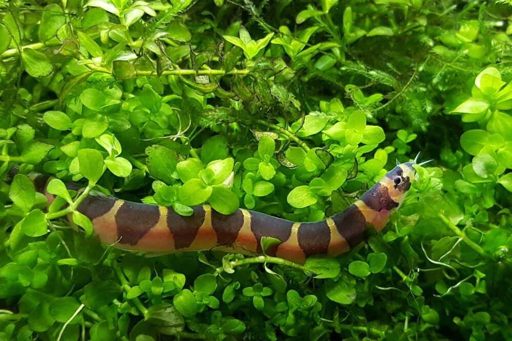 Kuhlii Loach (Pack 5) Live Fish for Aquarium. FREE SHIPPING