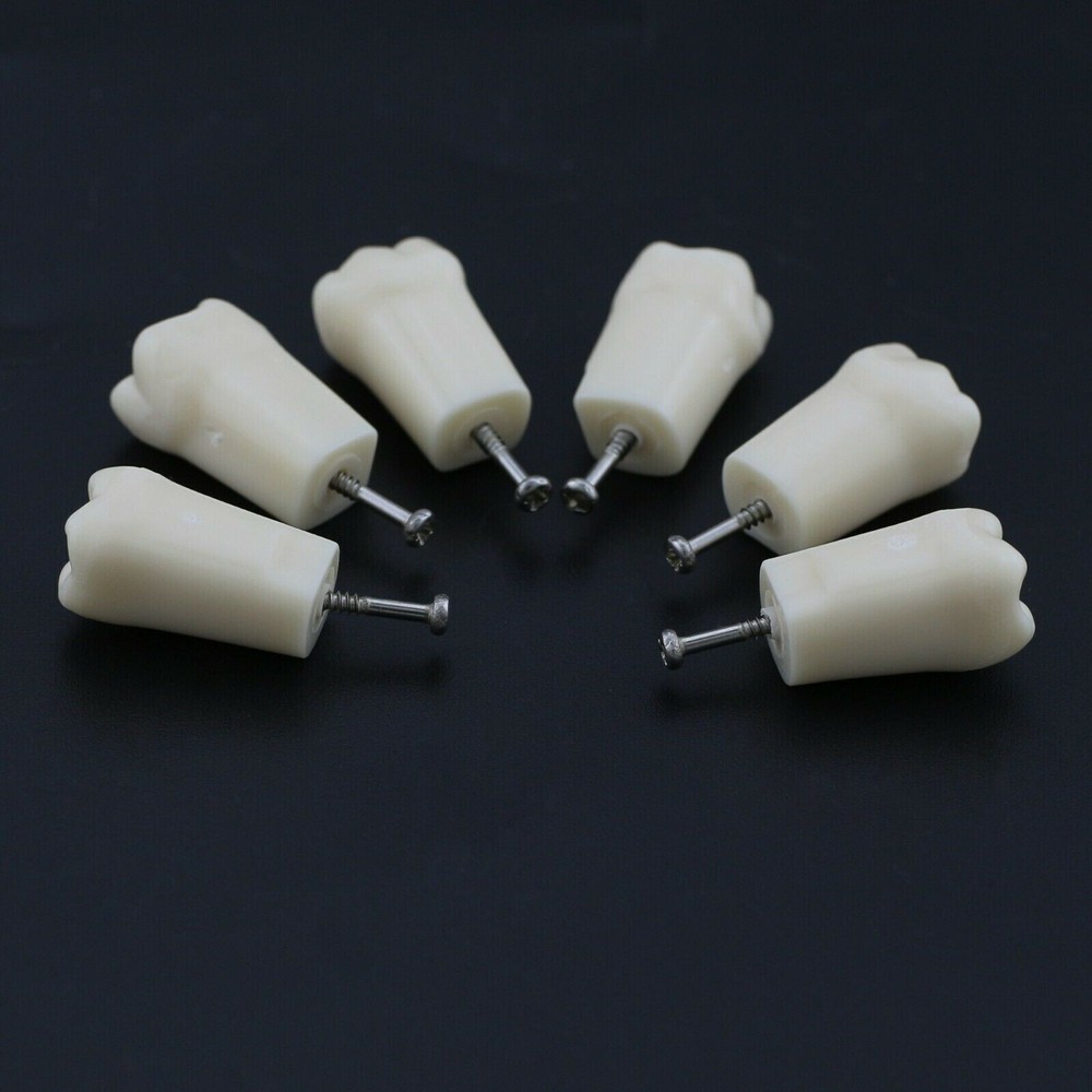 Dental Typodont Model Replacement 32 Screw-in Teeth Practice Study Tooth Model