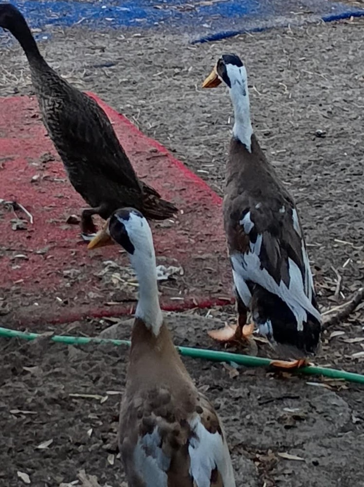 pure bred Indian runner duck hatching eggs