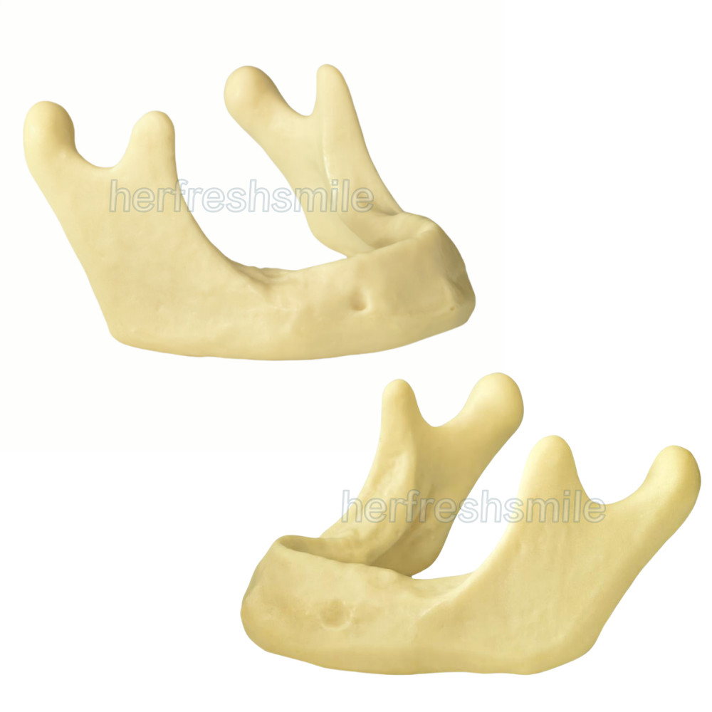 Dental Lower Mandible Jaw Model for Basic Drilling Insertion Practice M2022