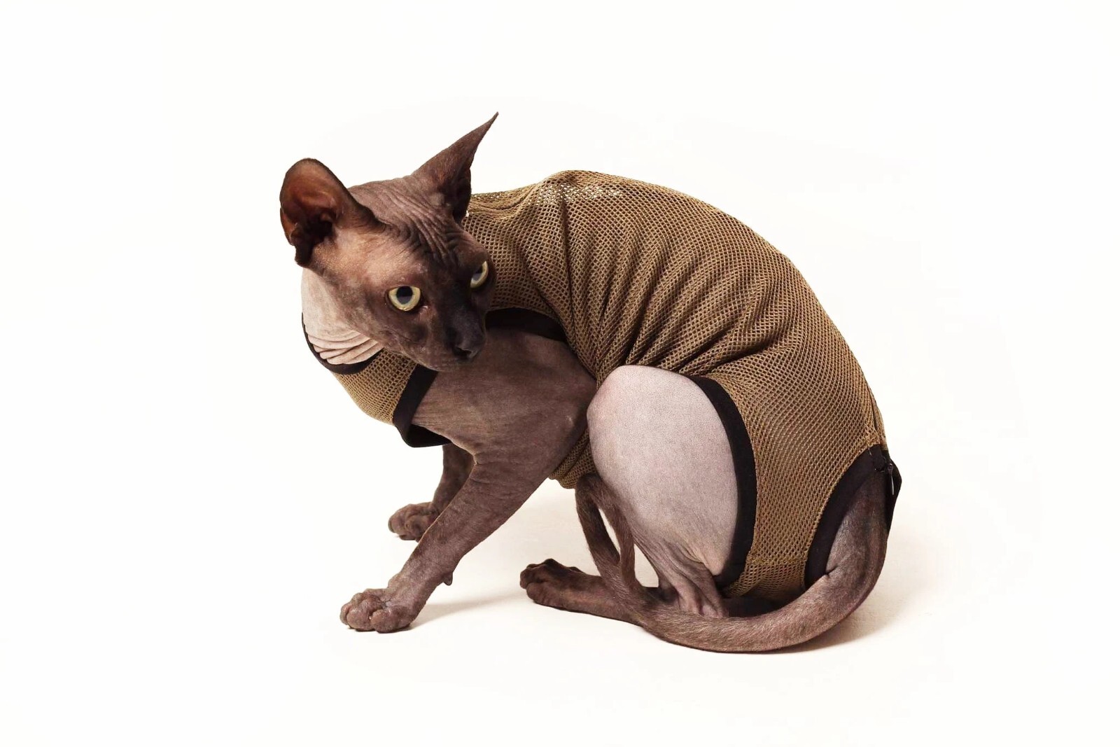 Washable Cat Diaper, Cat Stud Suit, Allows for Defecating in Litter Box