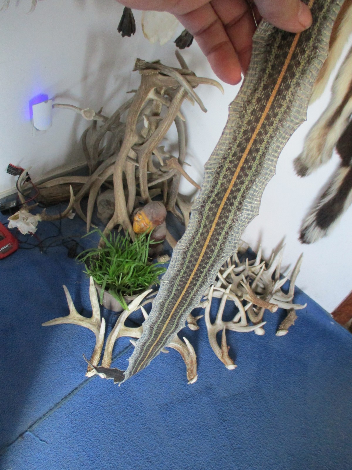 garter snake skin garden snake hide DRY NOT TANNED wrap pen blanks 30 in.P7