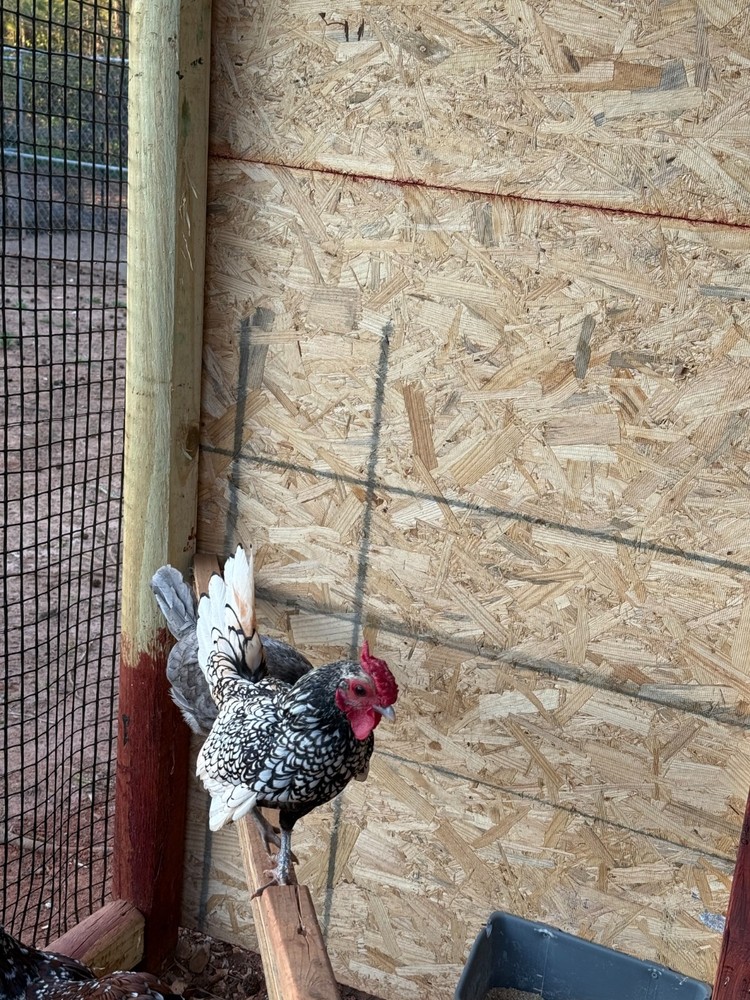 12 Fertile Serama Chicken Hatching Eggs