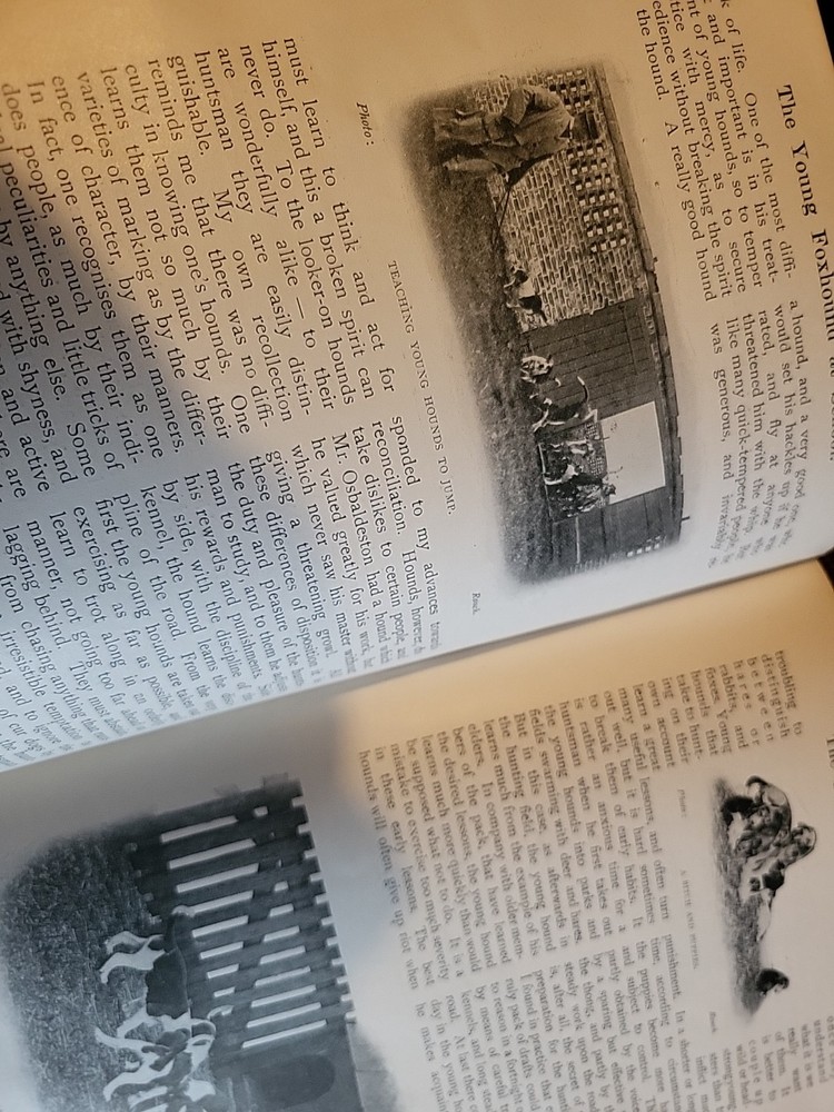 1912 Article Fox Hound Dog