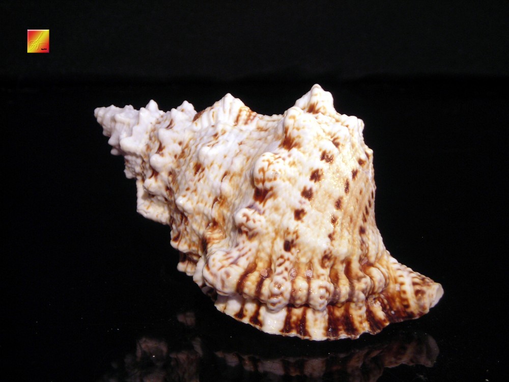 Pacific Lampas Shell Seashell 5"+ Beach Cottage Decor (Frog Bursa) Nautical