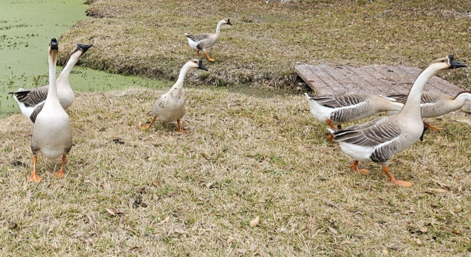 3 + African Goose Hatching Eggs Fertile Louisiana Farm Fresh MULTIPLES AVAILABLE