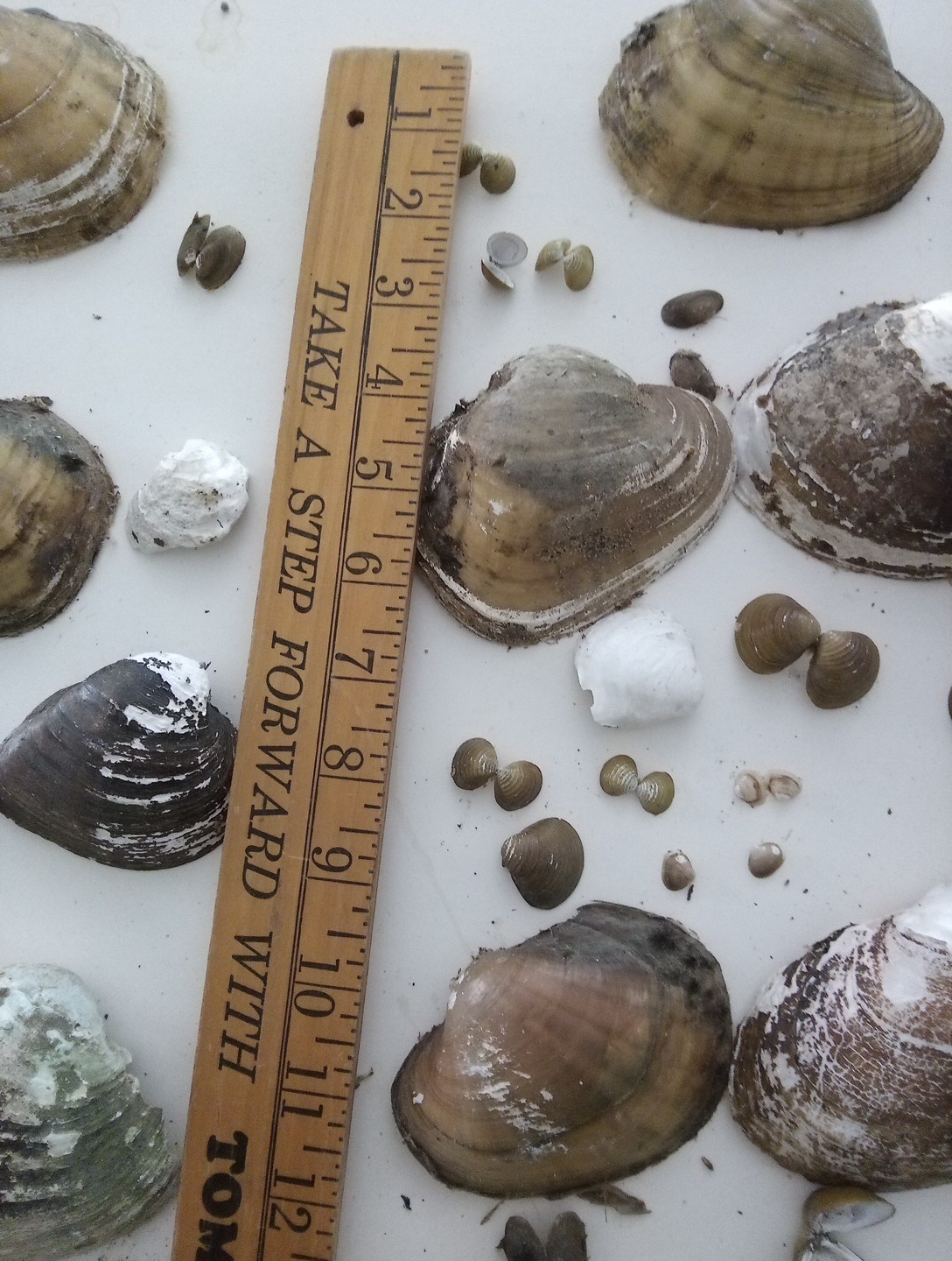 Lot Of Mississippi River Clam Shells,Mother of Pearl,Crafts,Aquariums