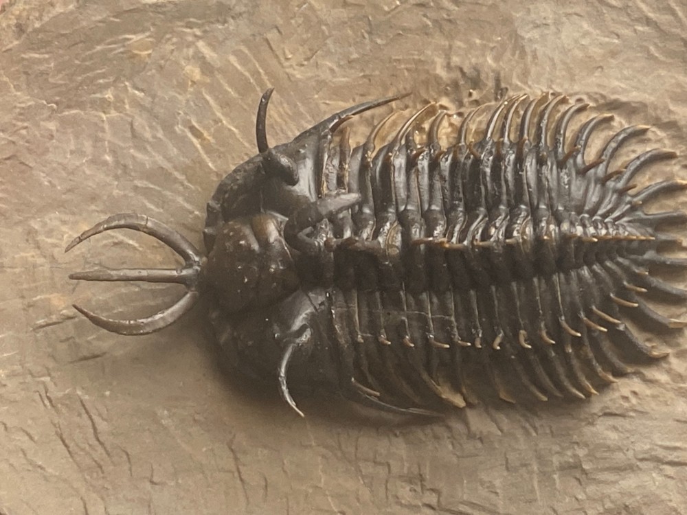 walliserops hammii & phacops
