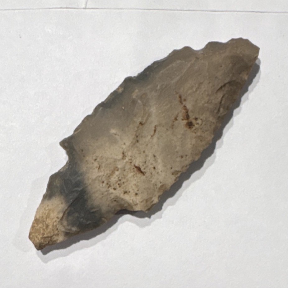 Middle tn turkey tail