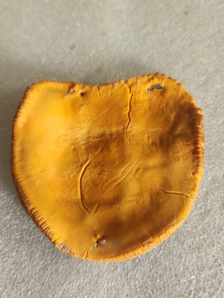 Artificial Rubber Turtle Shell Life-like • 3"×2⅞"