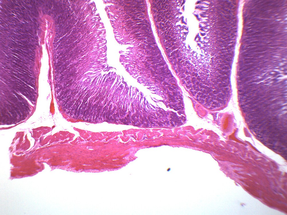 Stomach Composite Section, Prepared Microscope Slide - 75x25mm - Eisco Labs