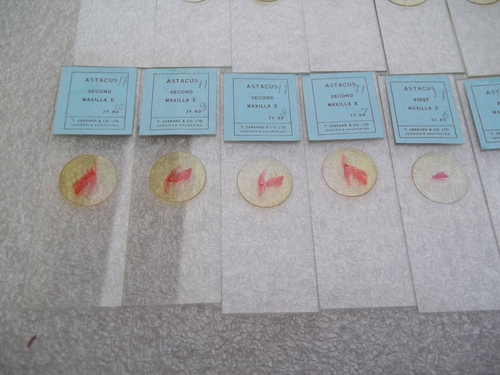 Vintage Glass Microscope Slides - 6 x Boxes