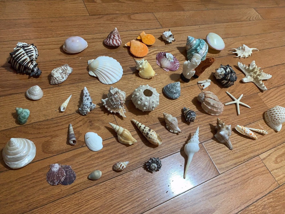 G1N Beautiful Nature Seashells Sea Shells A Lots