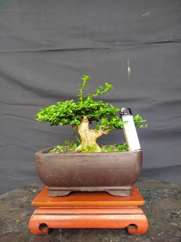 Premna Microphylla Living Tree Bonsai Tree