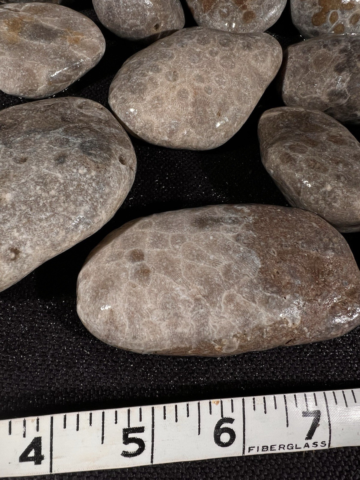 Parsley Stone Rough 3 lb 13 oz 15 in lot Michigan, good hexagonal patterns