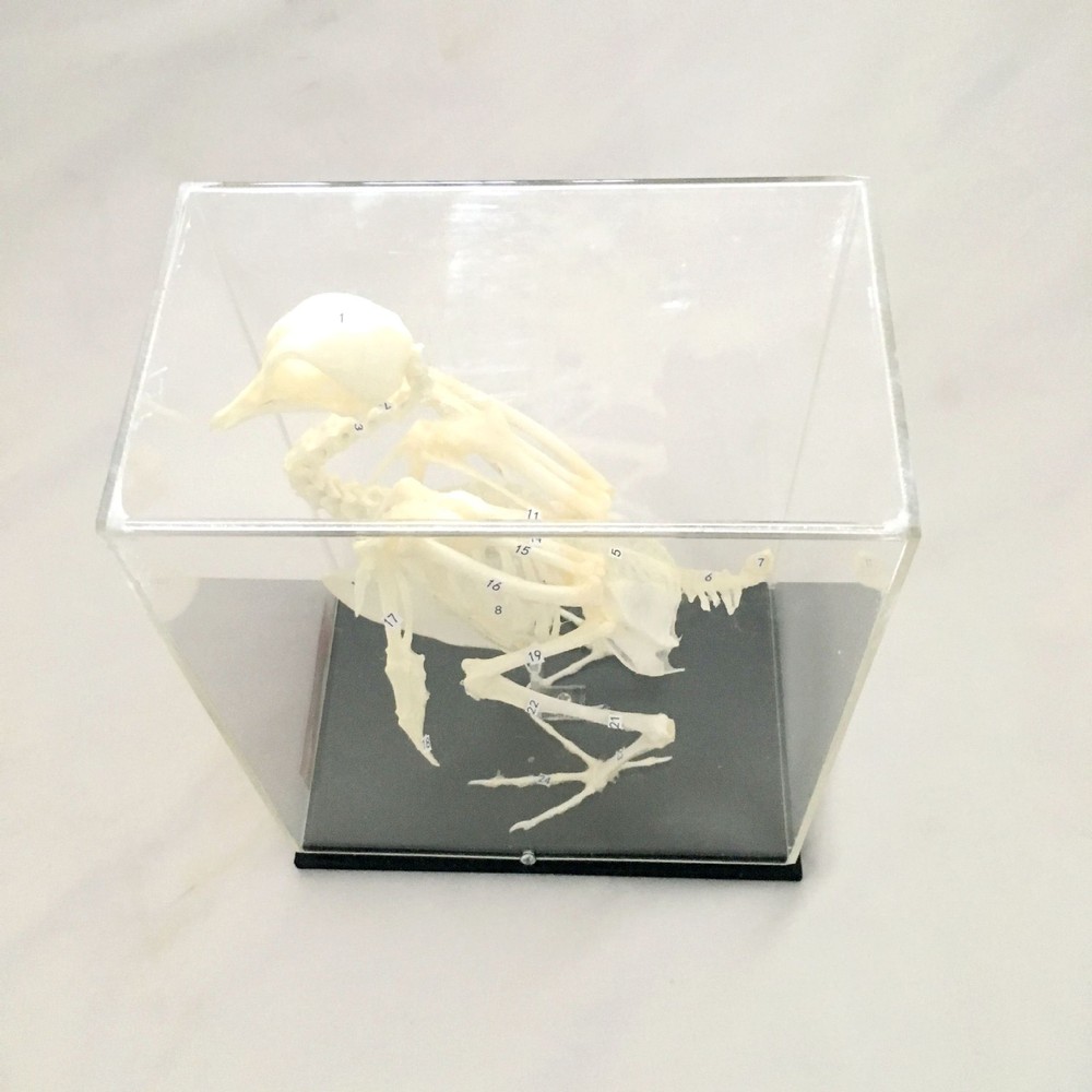 Dove Skeleton Bone Embedding Specimen Pigeon Model Teaching Education Study US