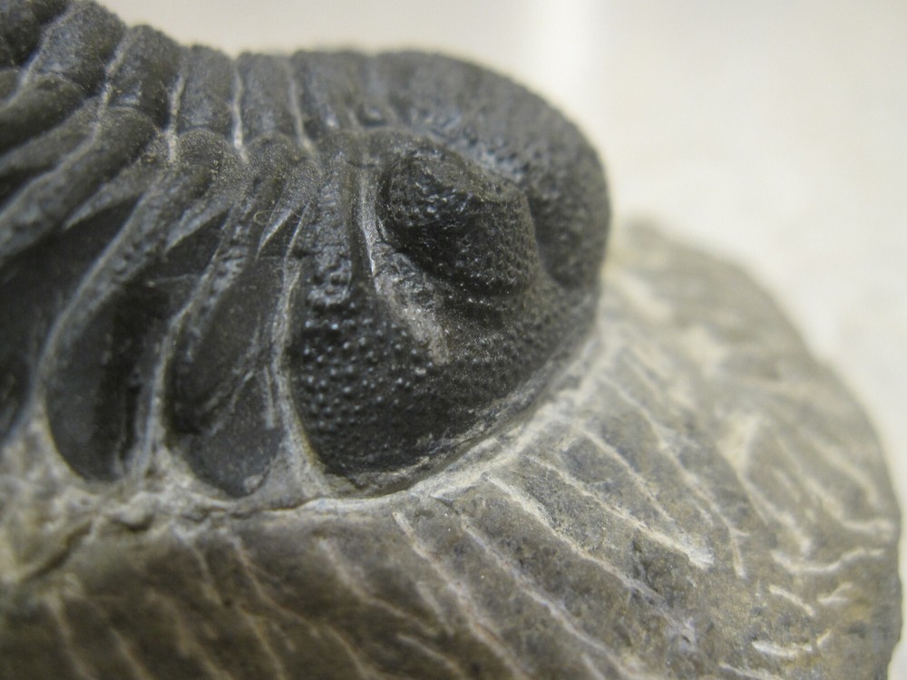 COMPLETE PHACOPS-SUPERB DEVONIAN TRILOBITE