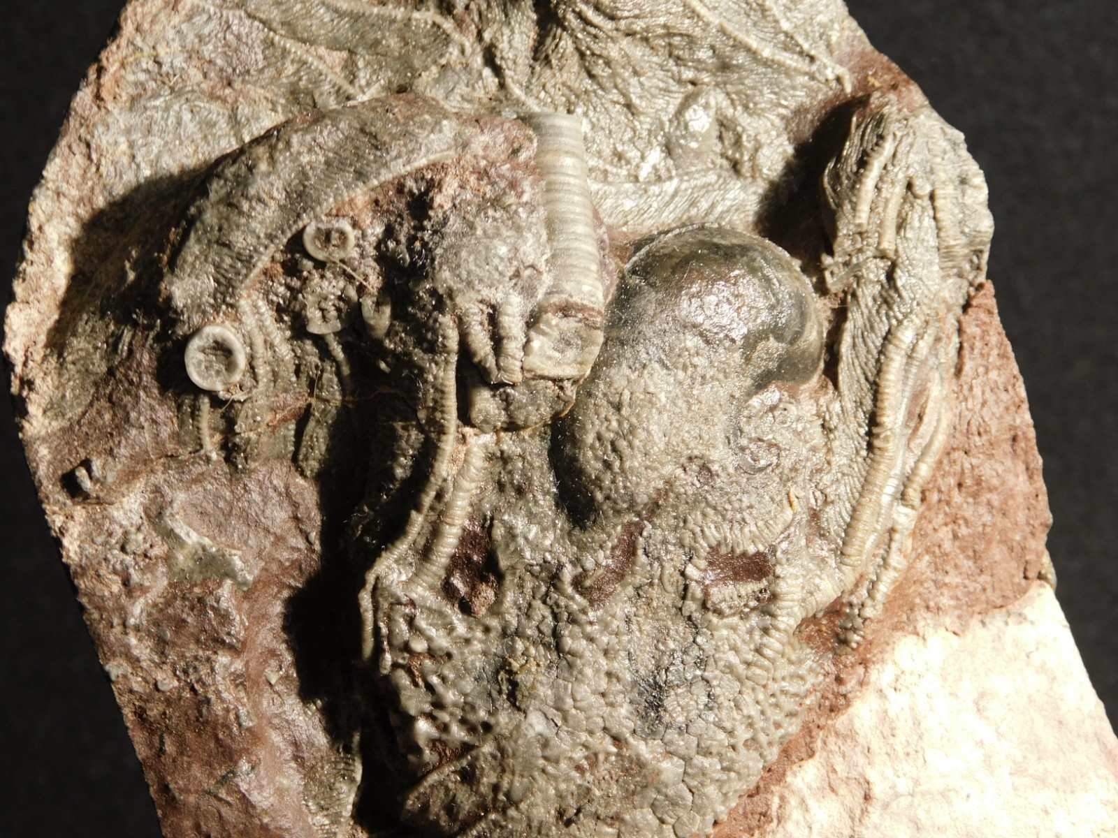 430 Million Year Old! CRINOID Fossil or Sea LILY Fossil Morocco 669gr