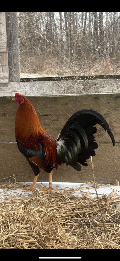 Assorted Hatching Eggs- One Dozen