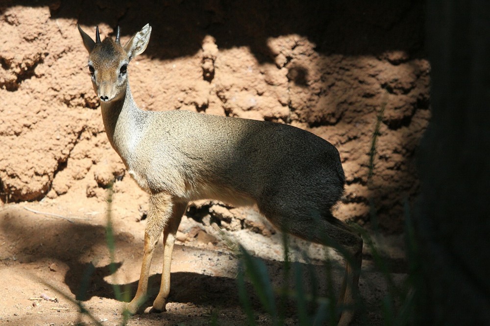 Dik Dik Taxidermy Reference Photo Cd