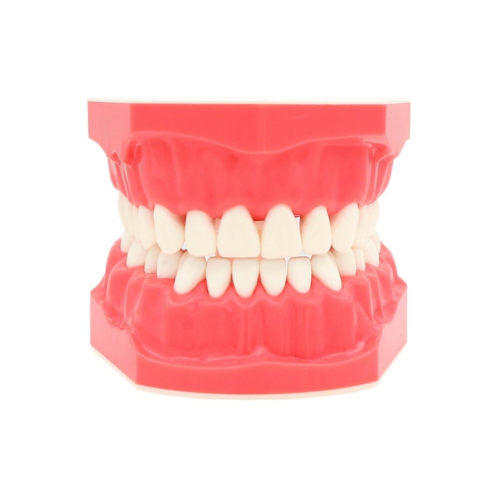 US Dental Model Brushing Flossing Practice Teaching Studying Orthodontic Model