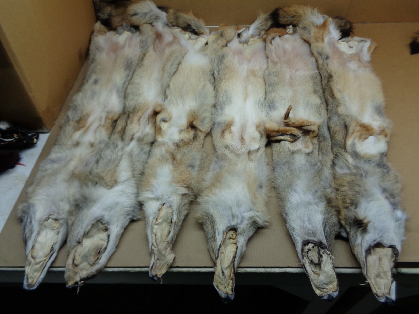 Tanned XL Flat Coyote Hide With Full Tail /Furs/Taxidermy/Crafts