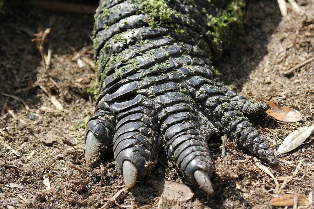 Alligator Taxidermy Reference Photo Cd