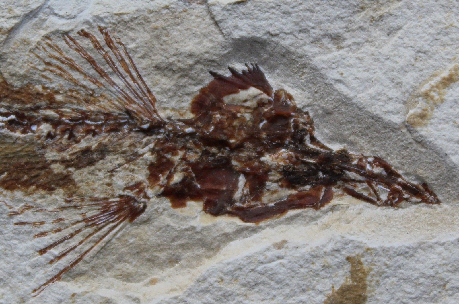Charitopsis spinosus 10 + Small Fish - Zero Repairs - Cretaceous Fossils Lebanon