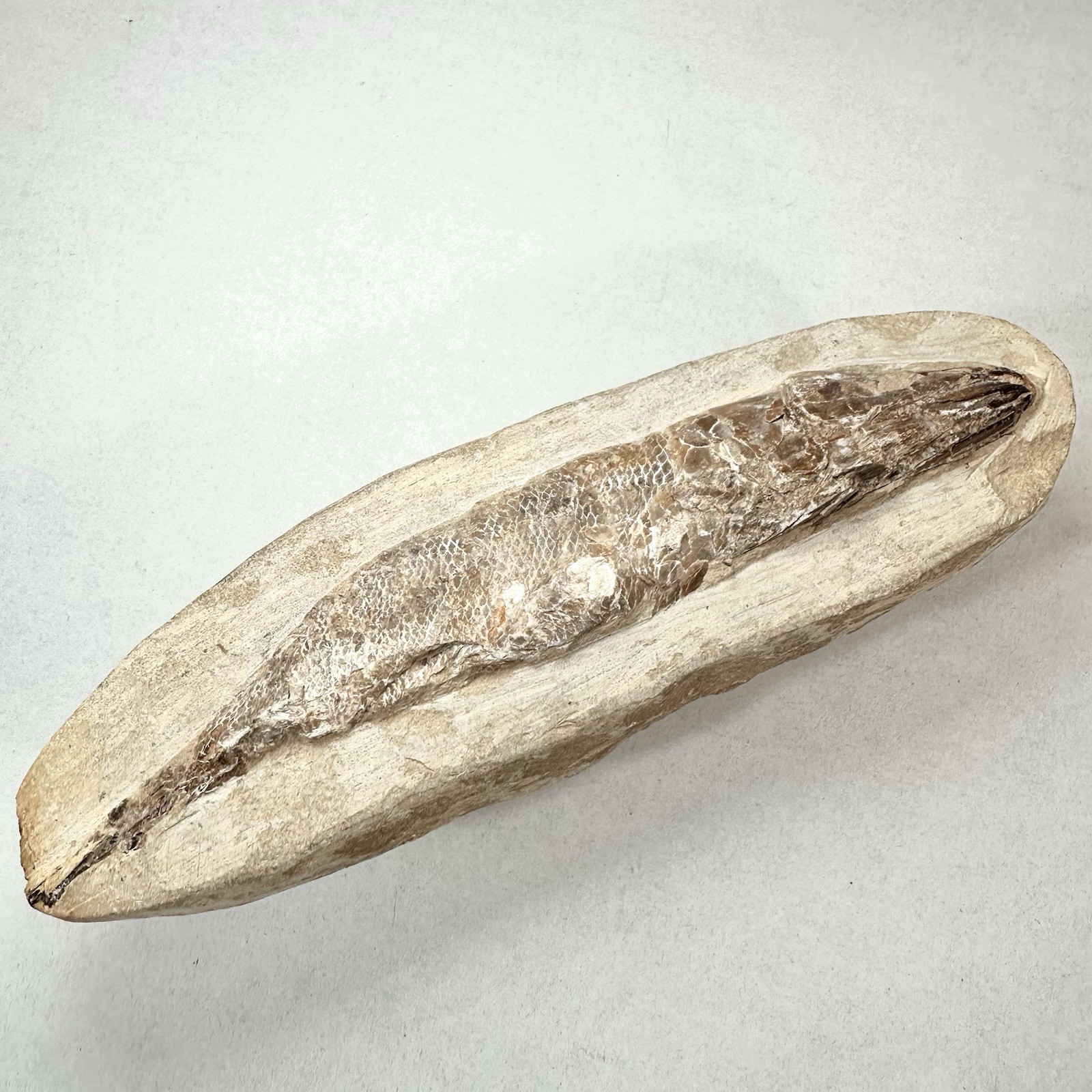 Fossil Fish Encased In Stone Rock Fossilized 6”