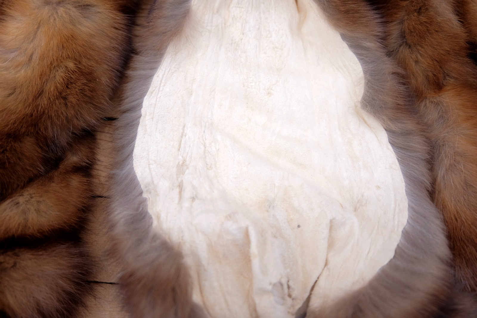 XL Pine Marten Pelts Tanned Fur -Top Taxidermy Quality- Soft Tanned