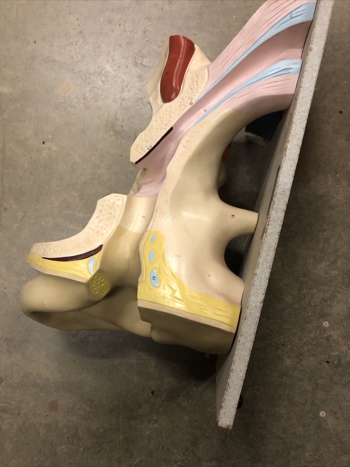 Vintage Anatomical Human Ear Model NYSTROM Medical School